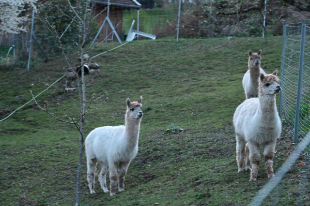 DSC_9217_001.JPG