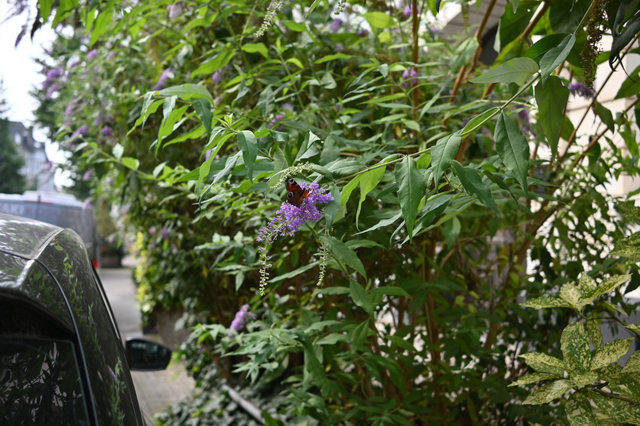 DSC_9285_001.JPG