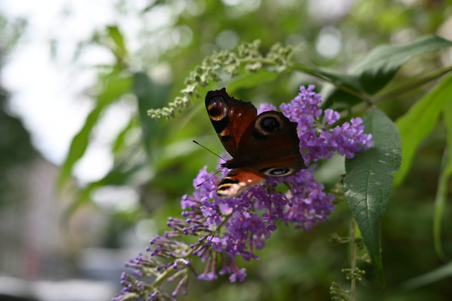 DSC_9292_001.JPG