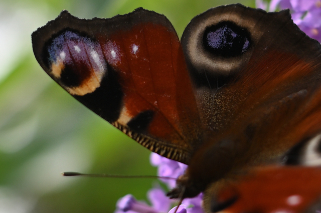 DSC_9293_001.JPG
