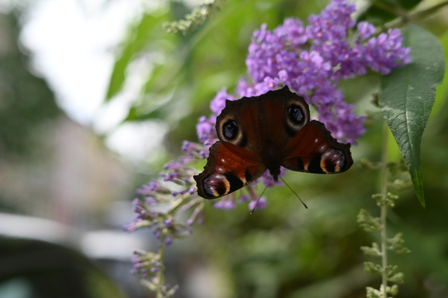 DSC_9296_001.JPG