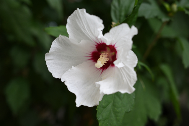 DSC_9300_001.JPG