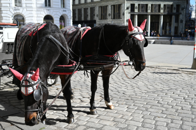 DSC_9331_001.JPG
