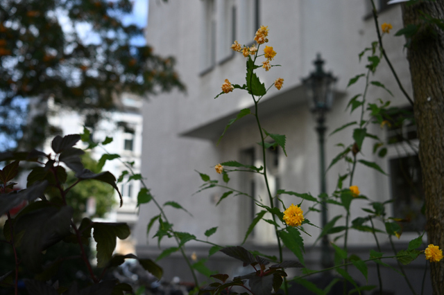 DSC_9334_001.JPG