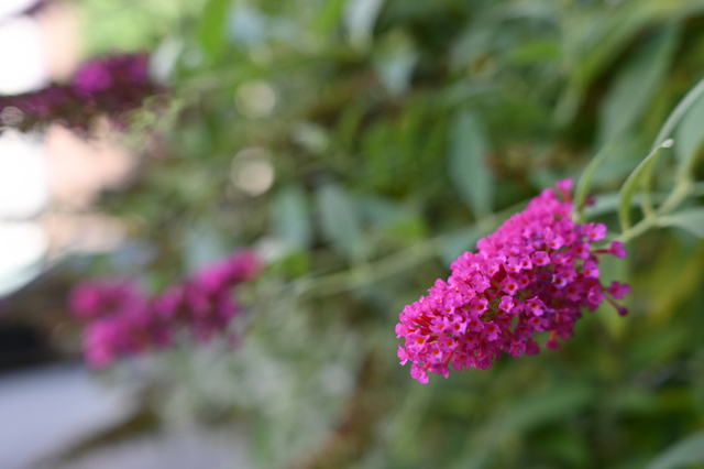 DSC_9338_001.JPG