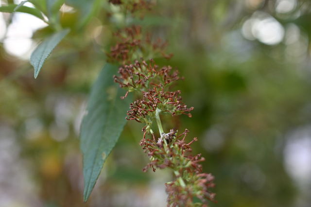DSC_9343_001.JPG