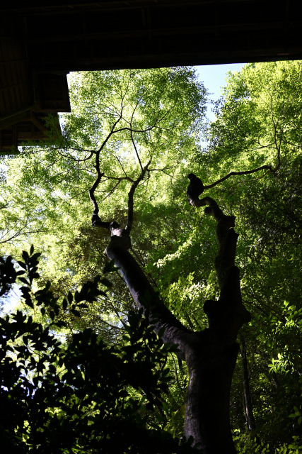 DSC_9361_001.JPG