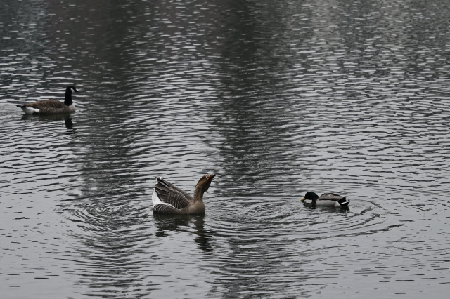 DSC_9452_001.JPG