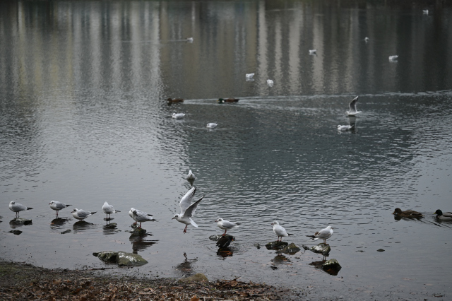 DSC_9461_001.JPG