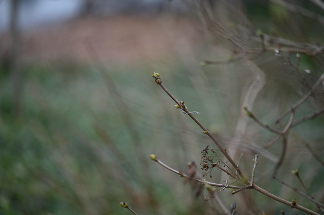 DSC_9469_001.JPG