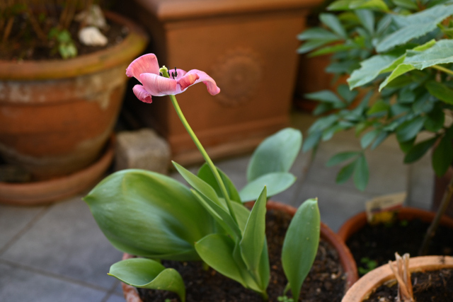 DSC_9734_001.JPG