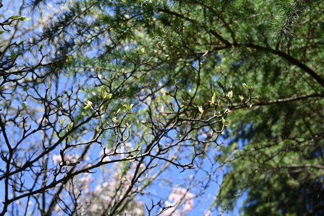 DSC_9890_001.JPG