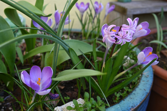 DSC_1001_001.JPG