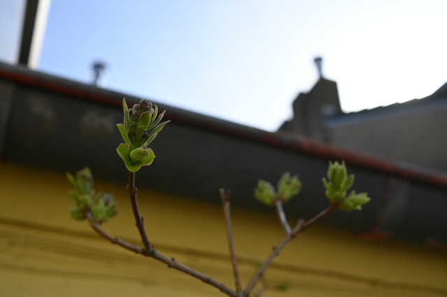 DSC_1009_001.JPG