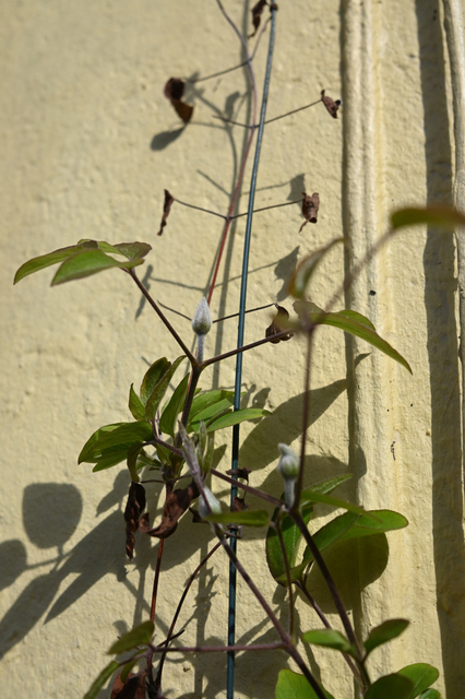 DSC_1017_001.JPG