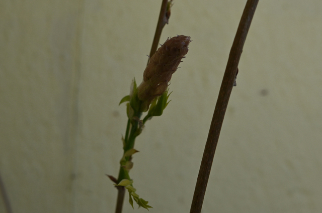 DSC_1057_001.JPG