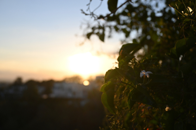 DSC_1704_001.JPG