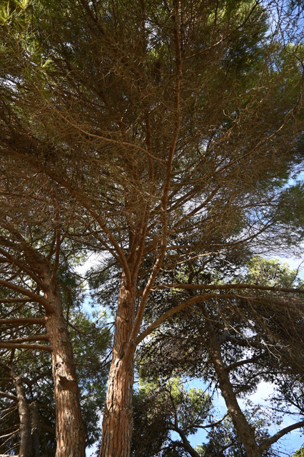 DSC_2020_001.JPG
