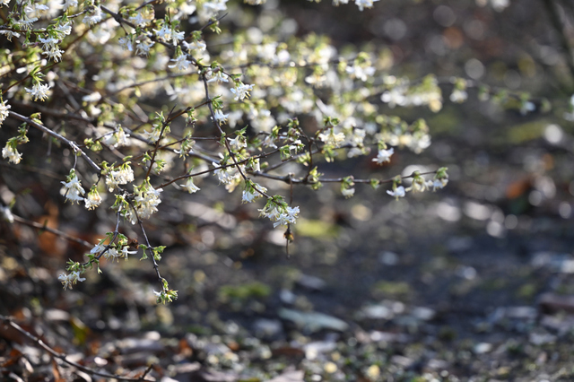 DSC_3886_001.JPG