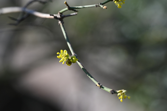 DSC_3920_001.JPG