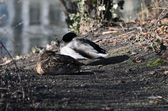 DSC_3925_001.JPG