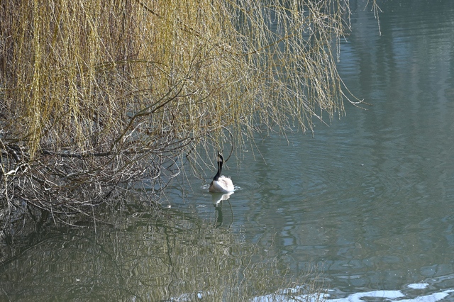 DSC_3929_001.JPG
