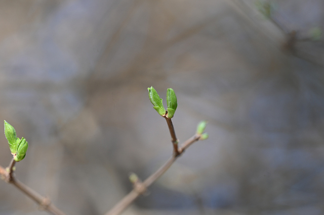 DSC_3937_001.JPG