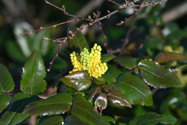 DSC_3949_001.JPG