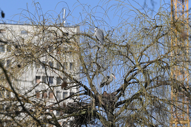 DSC_3953_001.JPG