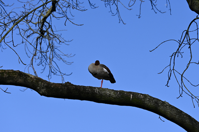 DSC_3955_001.JPG