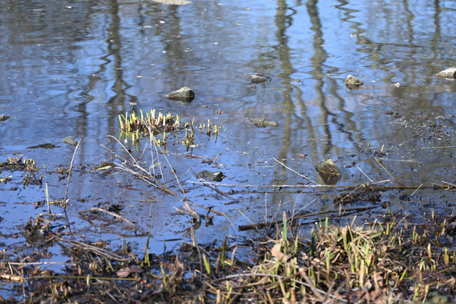 DSC_3988_001.JPG