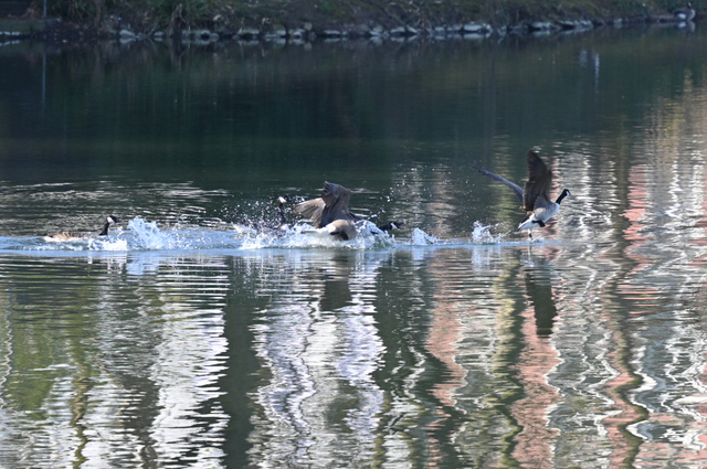 DSC_4004_001.JPG