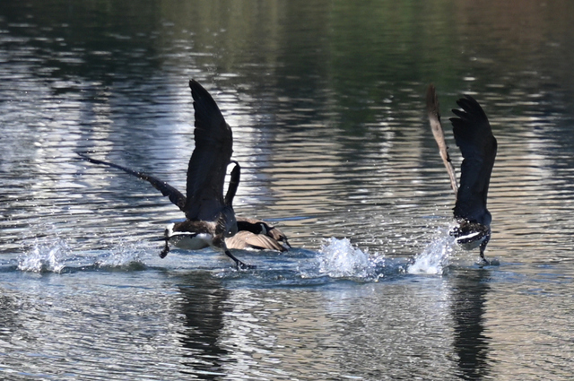 DSC_4006_001.JPG