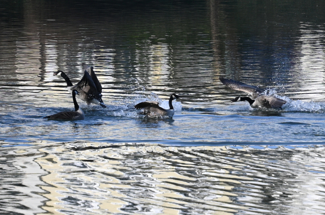 DSC_4009_001.JPG