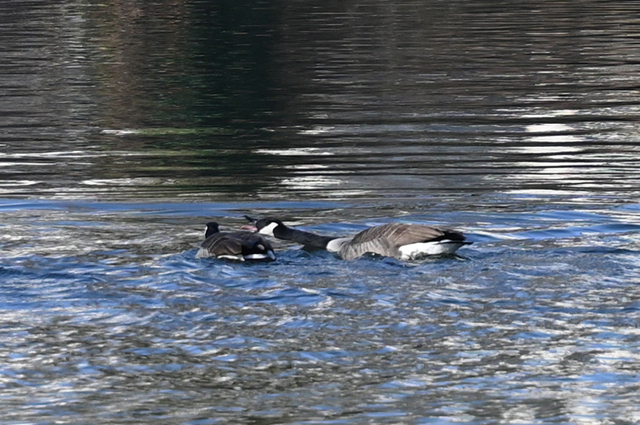 DSC_4012_001.JPG