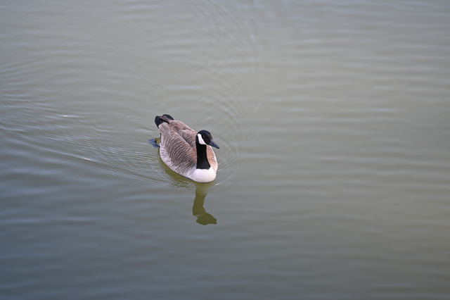 DSC_4023_001.JPG