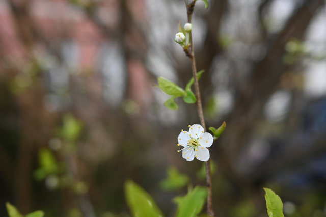 DSC_4135_001.JPG