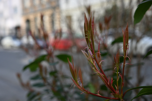 DSC_4144_001.JPG