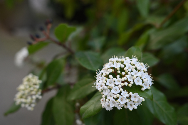 DSC_4166_001.JPG