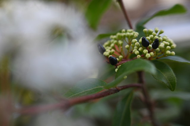 DSC_4168_001.JPG