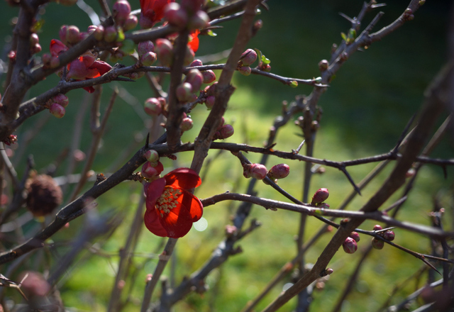 DSC_5997_001.JPG