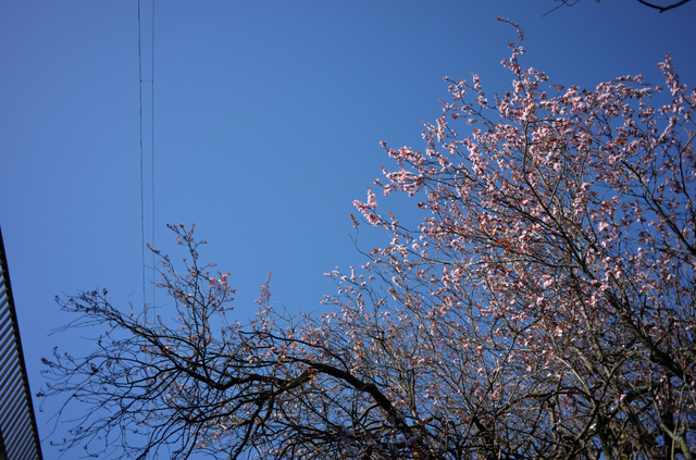 DSC_6186_001.JPG