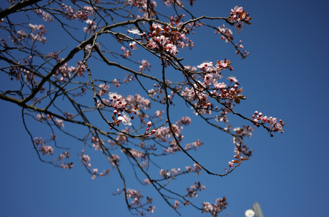 DSC_6188_001.JPG