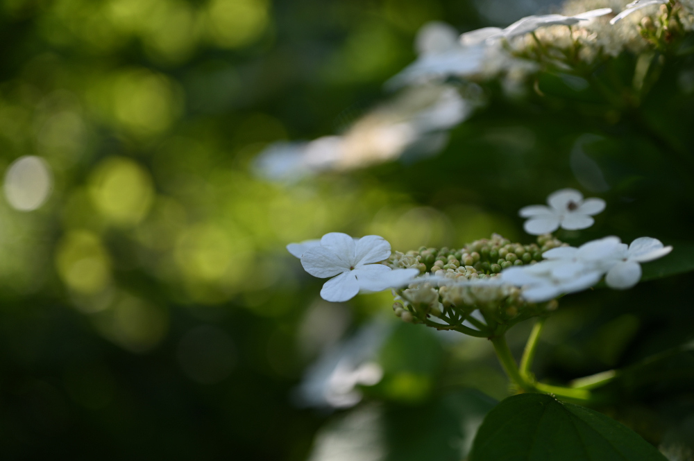 DSC_6960_001.JPG